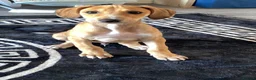 Lurcher dogs for sale: Lurcher puppies  - Advert 3