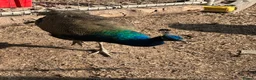 Geese poultry for sale: Sebastopol geese, Brahma and peacock - Advert 5