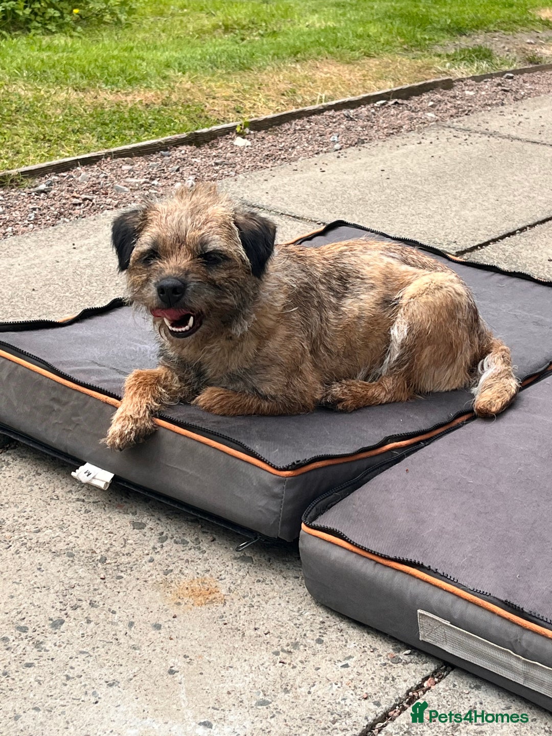 Border Terrier dogs for sale: KC reg border terrier looking for home - Advert 4