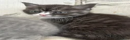 Mixed Breed cats for sale: Exotic cross  - Advert 4