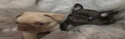 French Bulldog dogs for sale: French bulldog puppies  - Advert 16