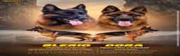 German Shepherd dogs for sale: Wolfskraft German Shepherds puppies - Advert 2