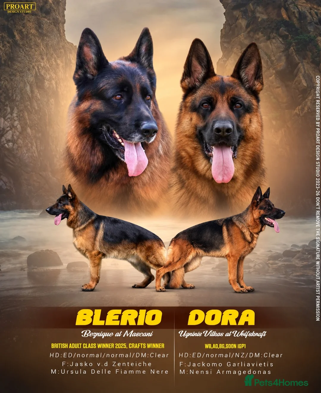 German Shepherd dogs for sale: Wolfskraft German Shepherds puppies - Advert 2
