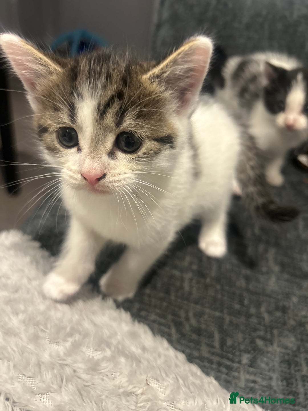 American Shorthair cats for sale: Kittens for sale  - Image 6