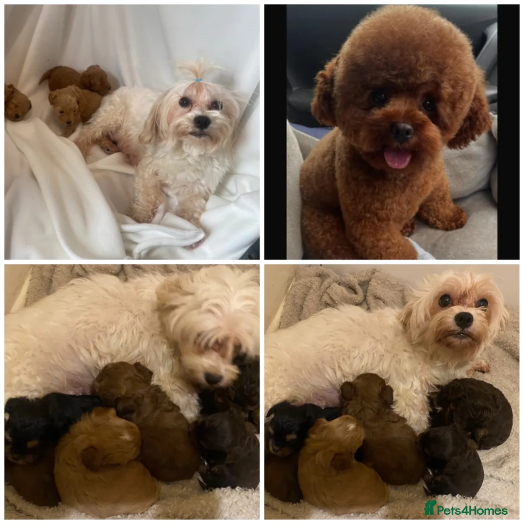 Maltipoo dogs for sale: Extensively DNA clear Maltipoo  - Advert 1
