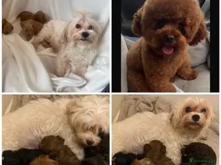 Maltipoo dogs Extensively DNA clear Maltipoo - Advert 1