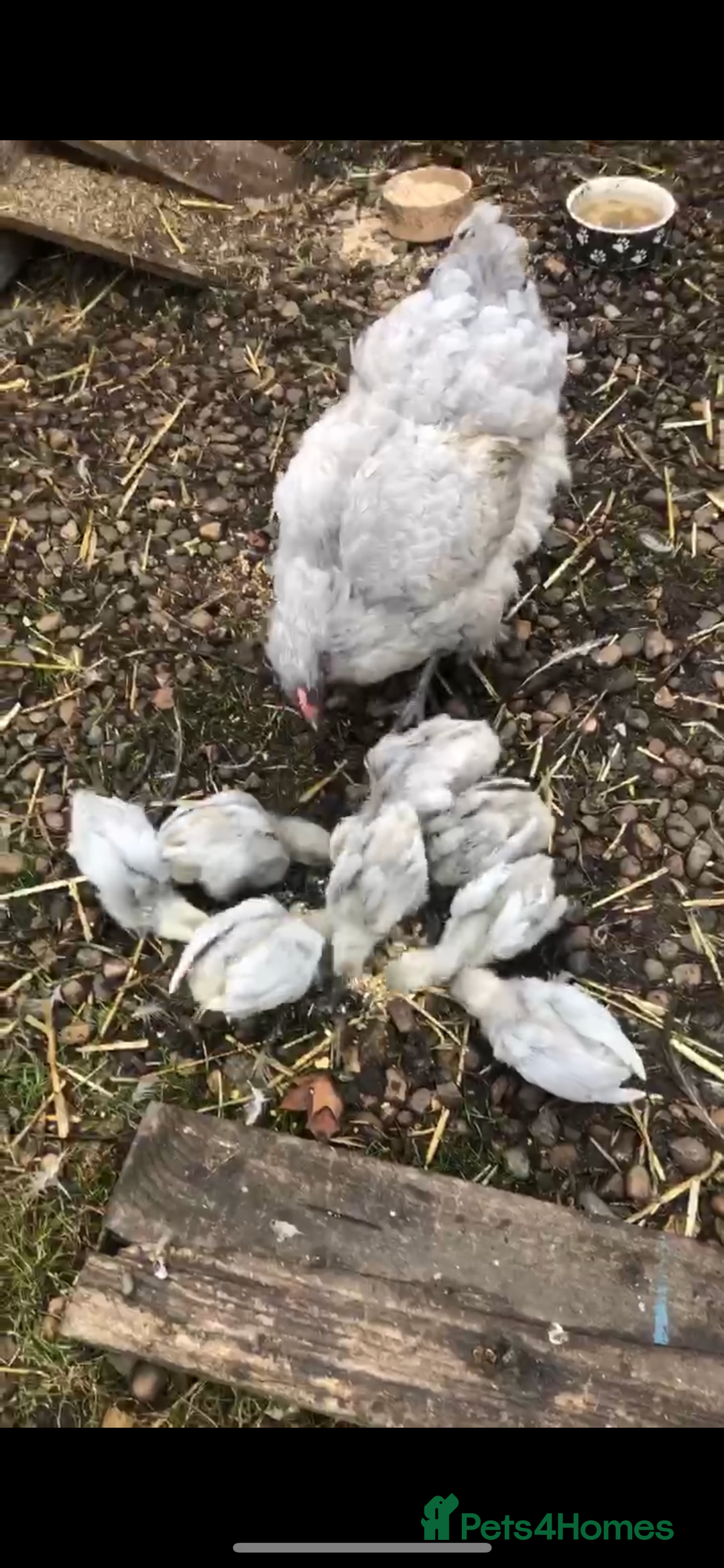 Chickens poultry for sale: Orpington lavender - Image 2