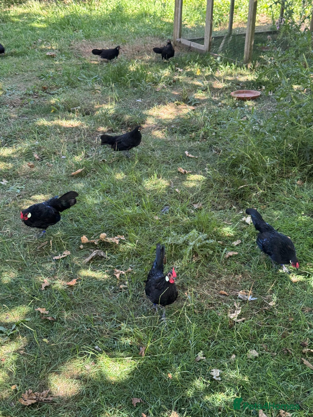 Chickens poultry for sale: Black Rosecomb Bantam pairs for sale  - Image 3