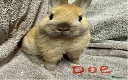 Netherland Dwarf rabbits for sale: Netherland Dwarf Baby Buck & Doe - Image 4