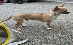 Chihuahua dogs for sale: Rocky - Image 11