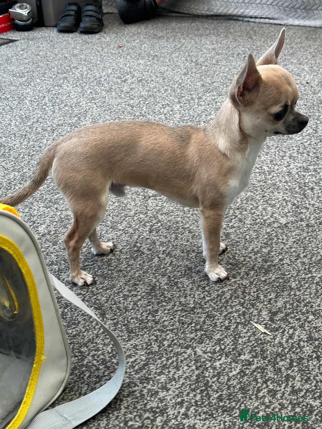 Chihuahua dogs for sale: Rocky - Image 11