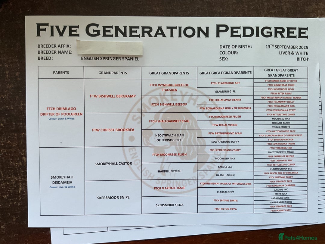 English Springer Spaniel dogs for sale: English Springer Spaniels - Advert 9