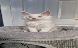 Maine Coon cats for sale: ** Last 2** Shaded line GCCF Registered Mainecoons - Image 9