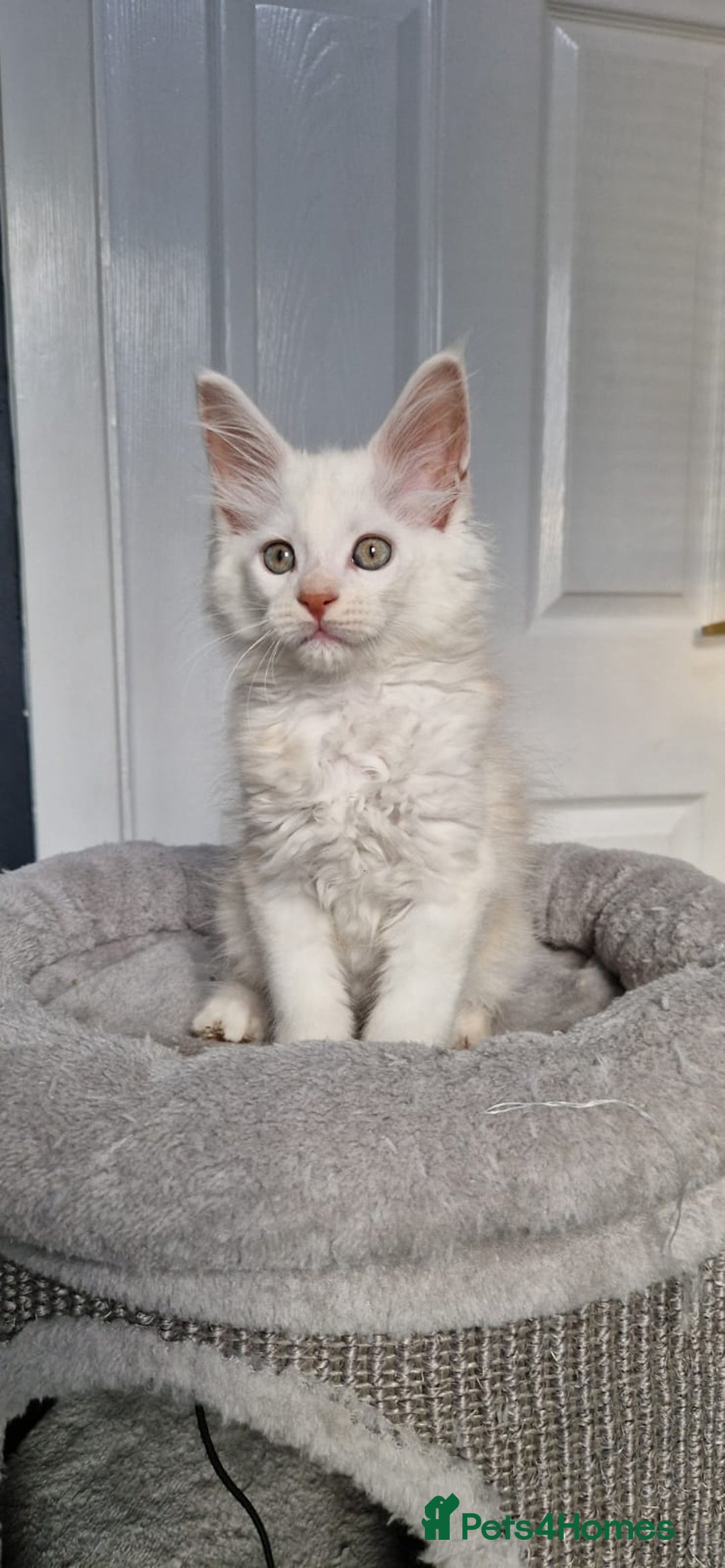 Maine Coon cats for sale: ** Last 2** Shaded line GCCF Registered Mainecoons - Image 9
