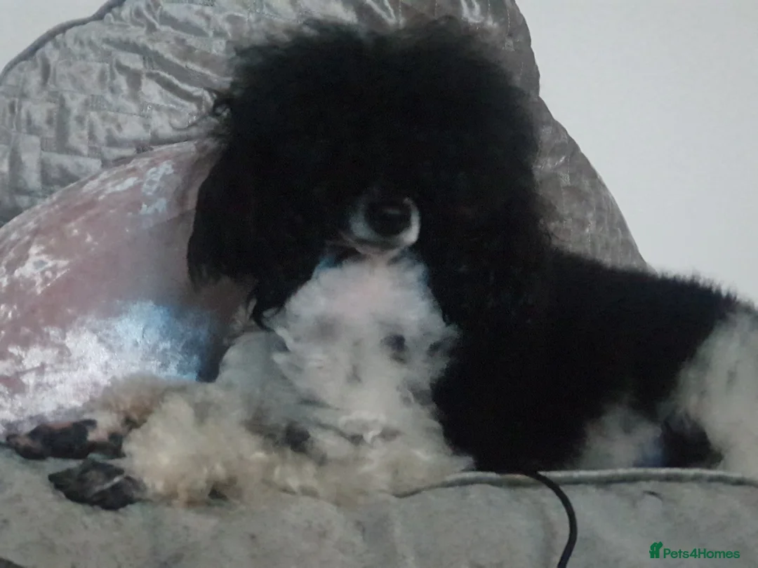 Toy Poodle dogs for sale: Outstanding Miniature Poodle Puppies  - Advert 4