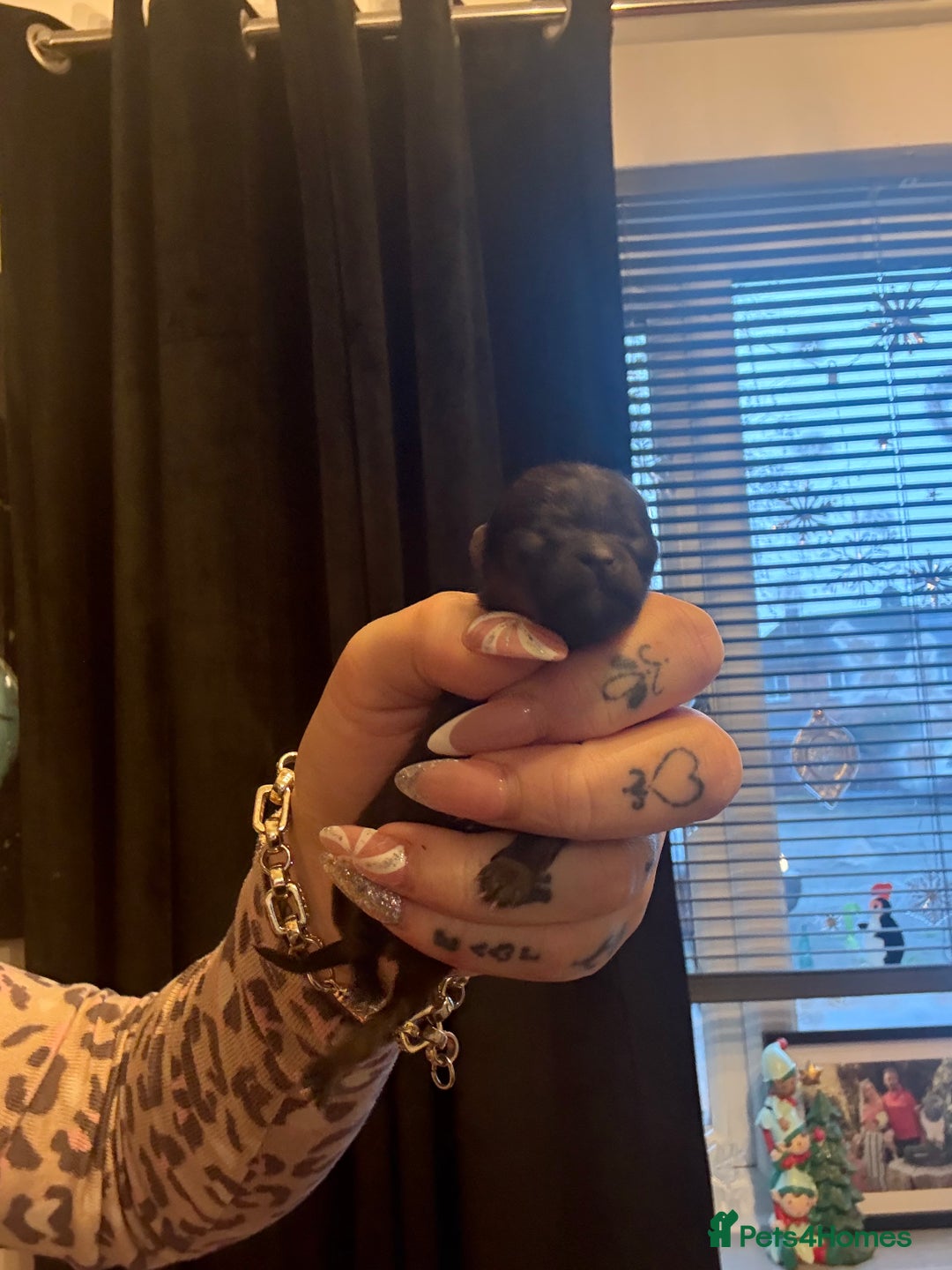 Pomeranian dogs for sale: Beautiful tiny Pomeranian puppies  - Advert 13