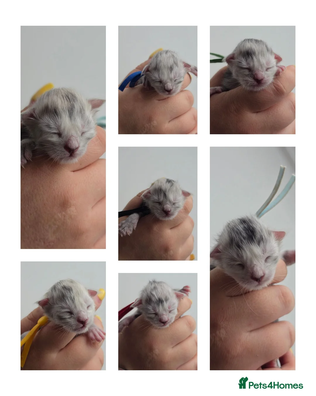 Maine Coon cats for sale: TICA Black Silver Shaded Maine Coon Kittens  - Advert 1