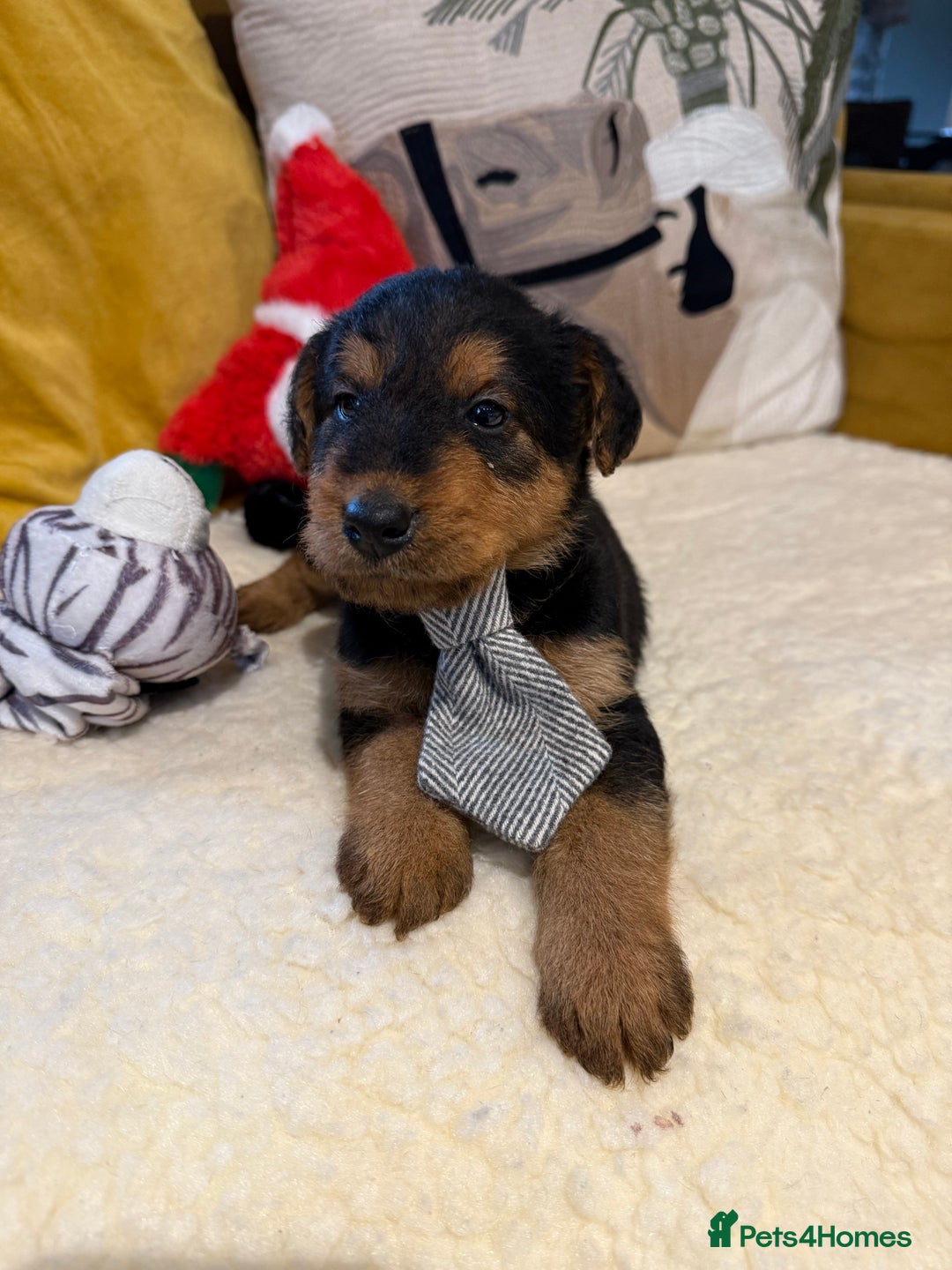 Mixed Breed dogs for sale: Airedale puppies  - Advert 21