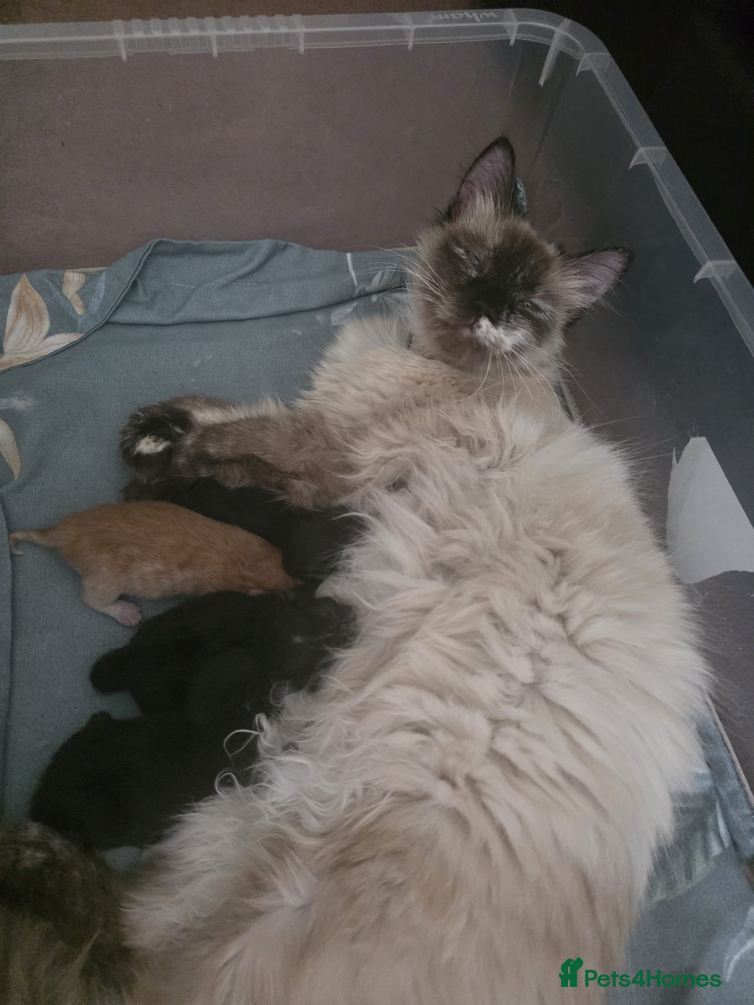 Mixed Breed cats for sale: Kittens looking for new home - Advert 3