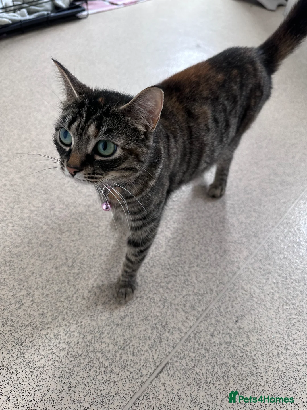 Mixed Breed cats for sale: Kittens for sale - Advert 1