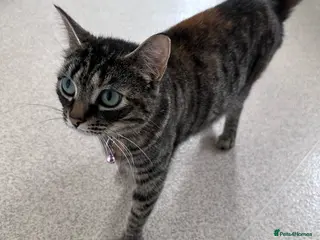 Mixed Breed cats Kittens for sale - Advert 1