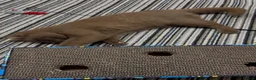 British Shorthair cats for stud: Cinnamon BSH Champion bloodlined Stud. - Advert 7
