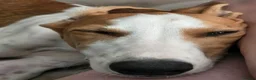 Mixed Breed dogs for adoption: Happy Nova- 5 months old in Basingstoke - Advert 4