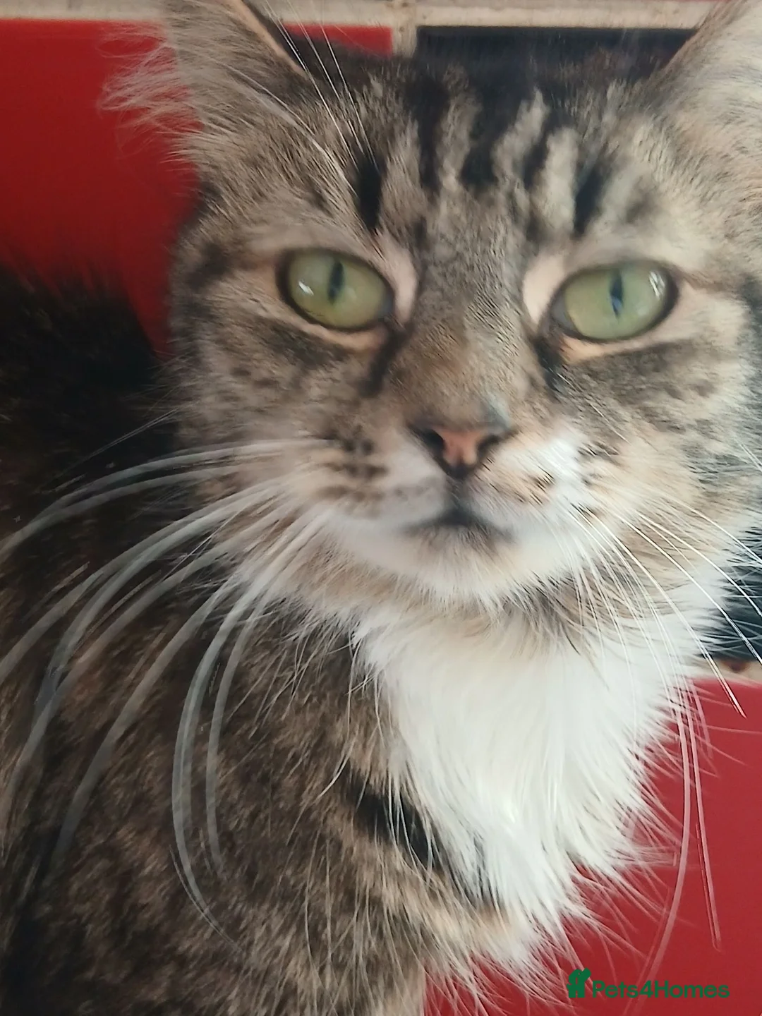 Mixed Breed cats for sale: Kitties  - Advert 1