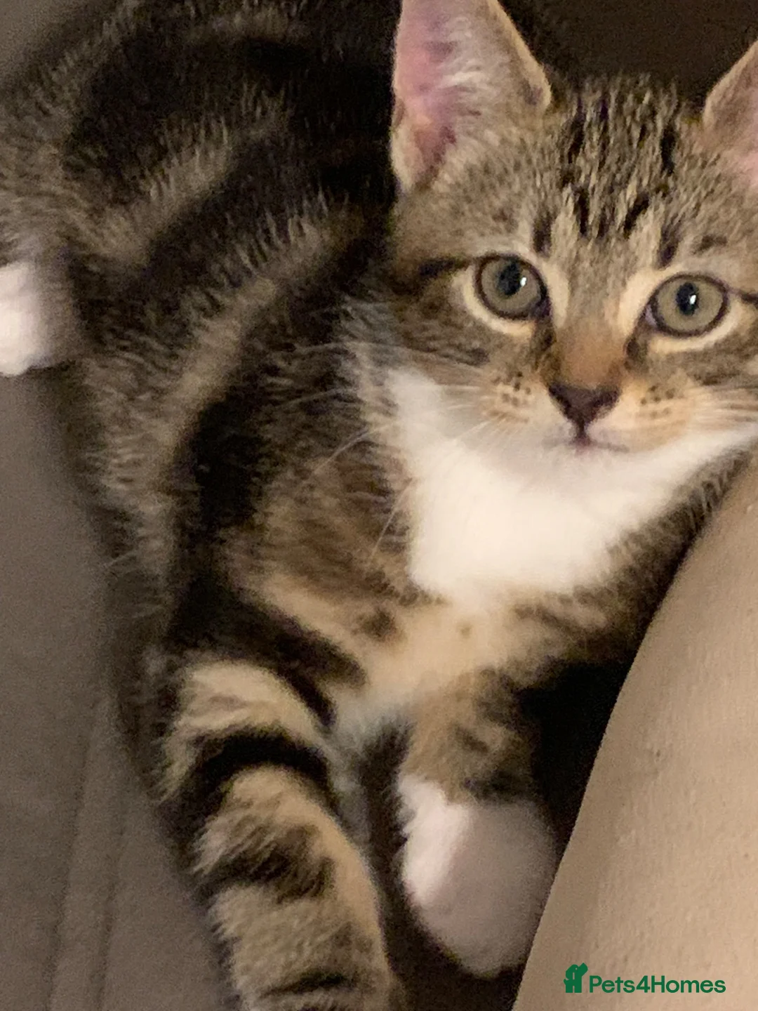 Mixed Breed cats for sale: 2 cute female kittens for sale! in Dagenham - Advert 2