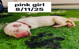 White Swiss Shepherd dogs for sale: KC Reg long-coat White Swiss Sheperd pups for sale - Image 12