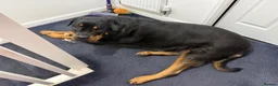Rottweiler dogs for sale: ROTTWEILER in Skelmersdale - Advert 9