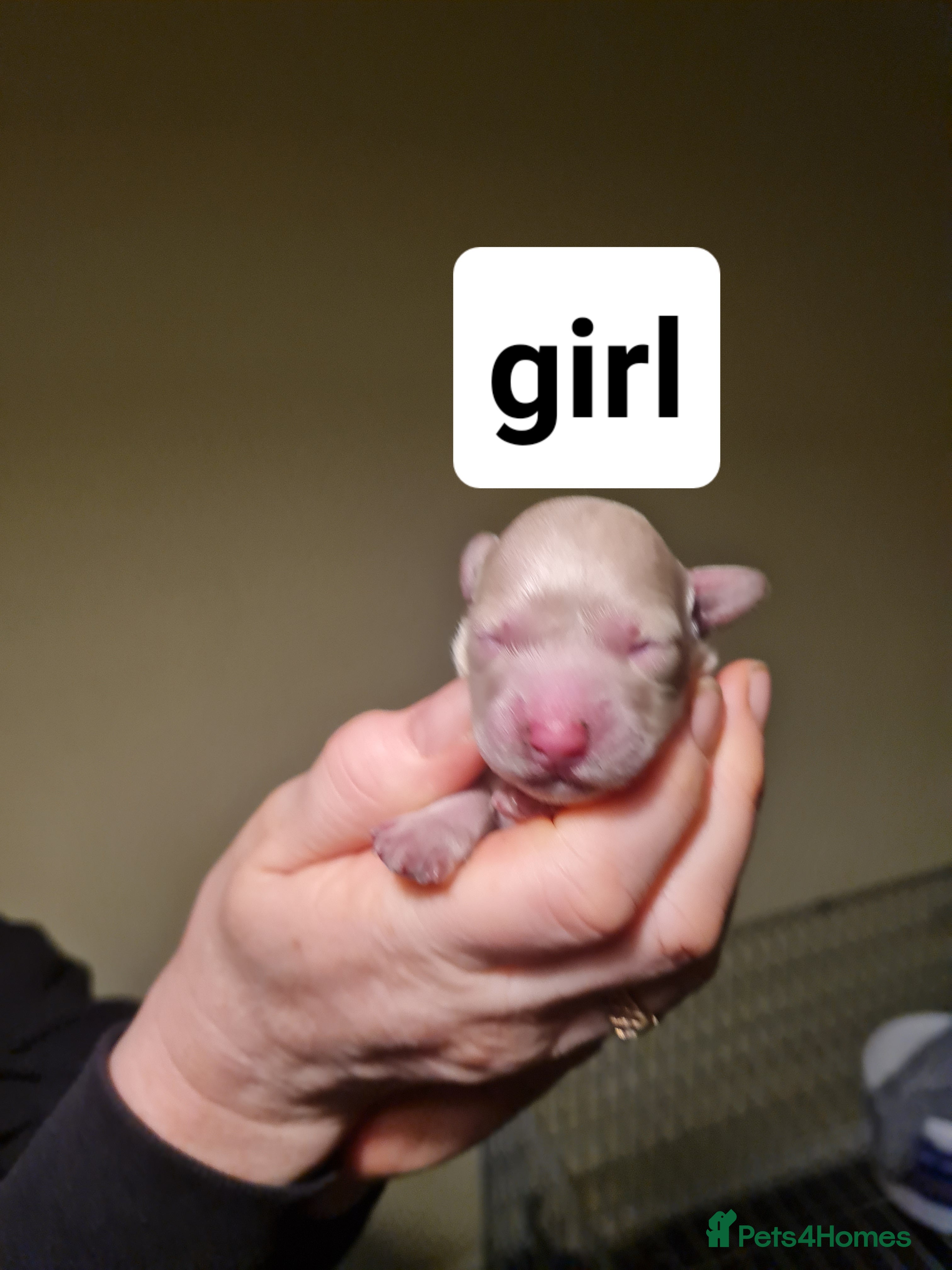 Poochon dogs 4 beautiful fluffy poochon puppies for sale - Advert 1