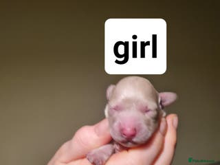 Poochon dogs 4 beautiful fluffy poochon puppies for sale - Advert 1