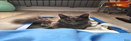 Maine Coon cats for sale: Tica active registered  - Advert 4