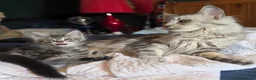 Maine Coon cats for sale: Maine Coon Kittens for Sale - Advert 4