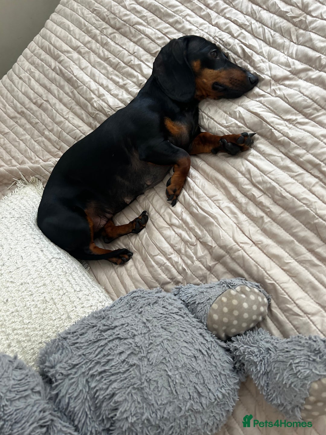 Dachshund dogs for sale: 3 year old female dachshund for sale  - Image 2