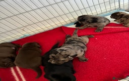 Mixed Breed dogs for sale: Dachshador puppies  - Image 9