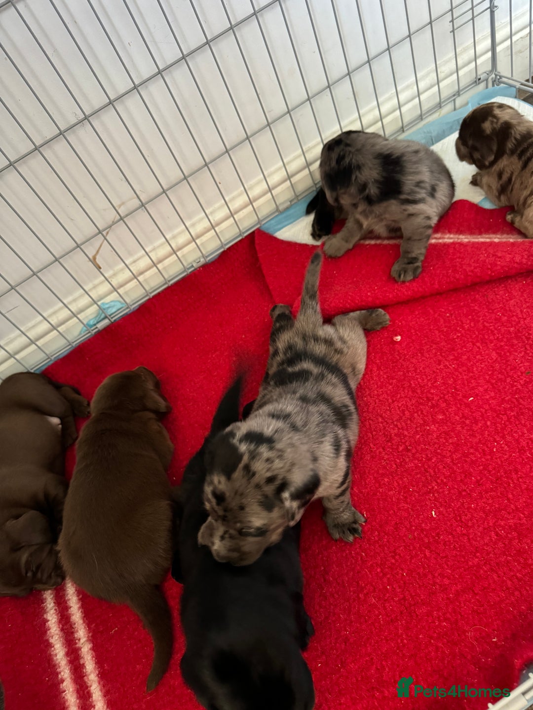 Mixed Breed dogs for sale: Dachshador puppies  - Image 9
