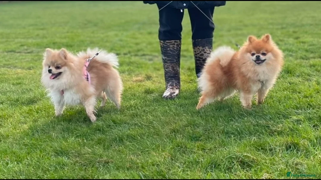 Pomeranian dogs for sale: 5 gorgeous Pomeranian puppies - Advert 16