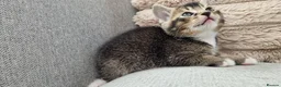 Mixed Breed cats for sale: Ragdoll Cross tabby & ginger Kittens  - Advert 3