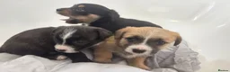 Mixed Breed dogs for sale: Jack Shih  - Advert 13