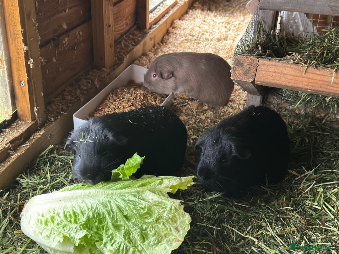 Guinea Pig rodents for sale: Trio of male super friendly guinea pigs - Advert 4