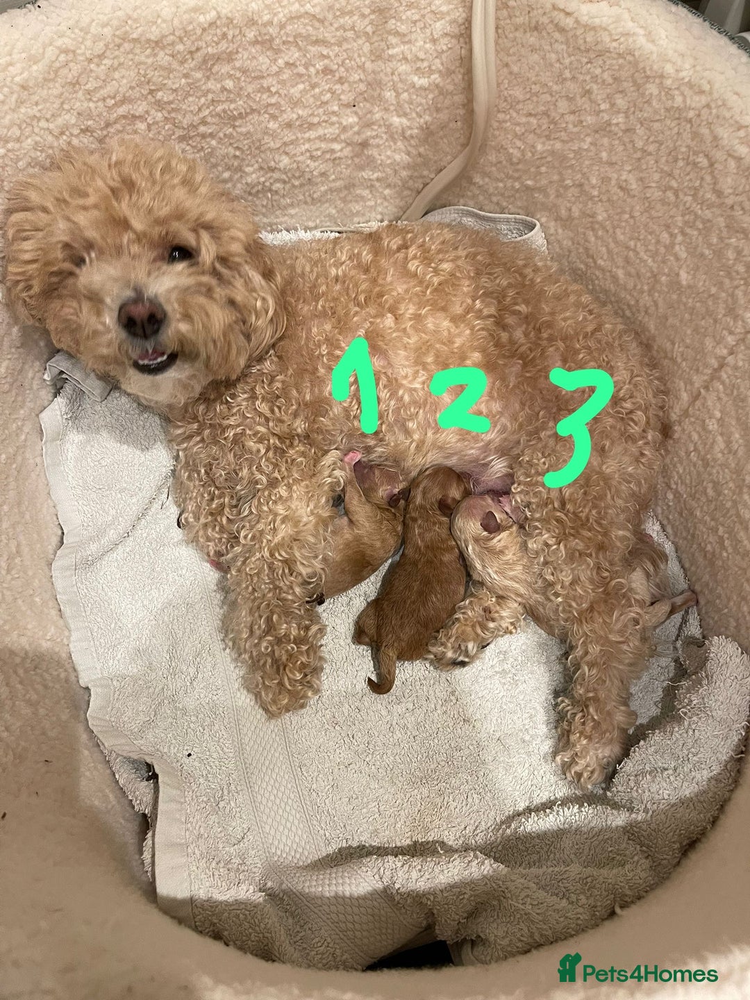 Maltipoo dogs for sale: Rare maltipoo puppies please read description  - Advert 25