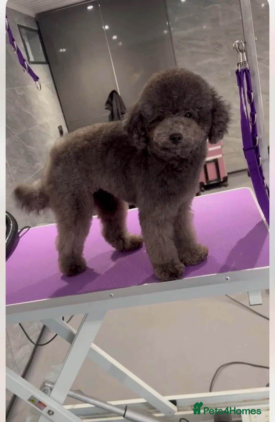 Schnoodle dogs for sale: 4 GIRLS 1 BOY LEFT  - Advert 10
