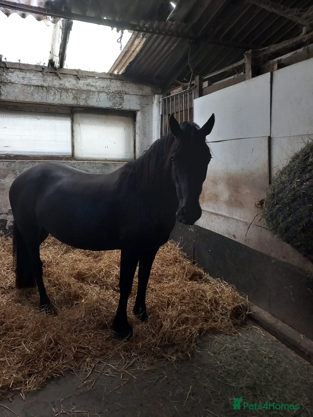 Welsh Section D horses for sale: **Honest Ad** - Image 2