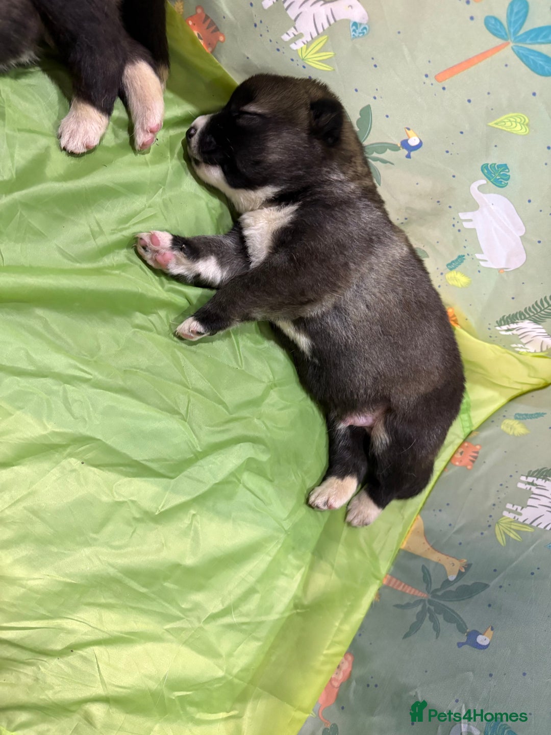 Huskita dogs for sale: american akuta X husky - Advert 4