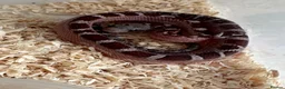 Corn Snake reptiles for sale: Corn snakes cb26 and cb25 available  - Advert 10
