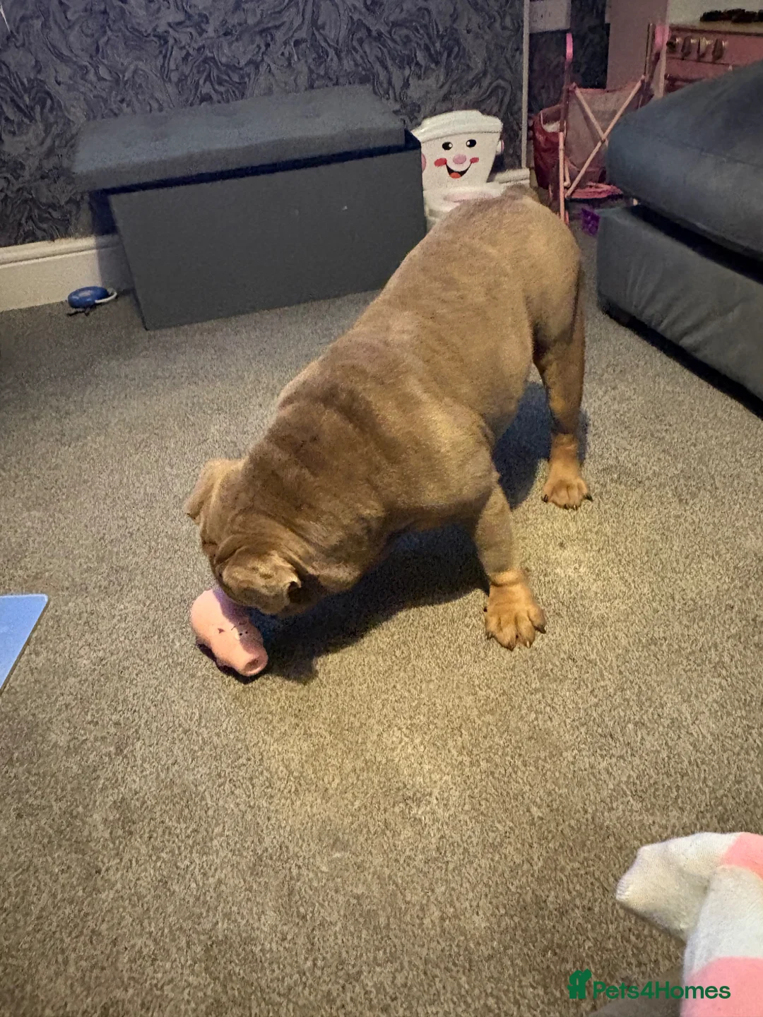 English Bulldog dogs for sale: British bulldog named sully  in Nottingham - Advert 2