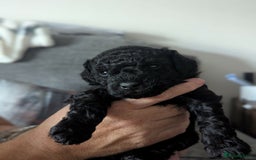Mixed Breed dogs for sale: Cotonoodle pups  - Image 6