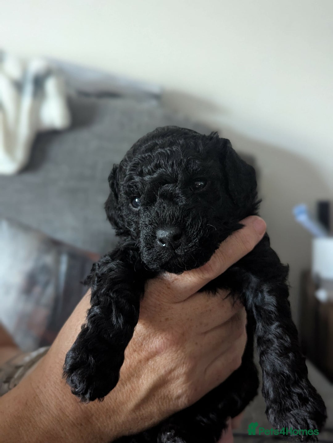 Mixed Breed dogs for sale: Cotonoodle pups  - Image 6